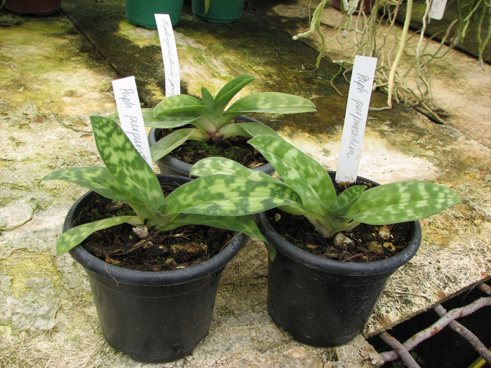 Paphiopedilum purpuratum.jpg