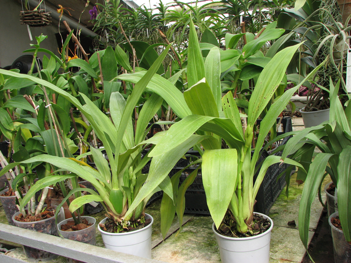 Zygopetalum hybrid 'Green'.jpg