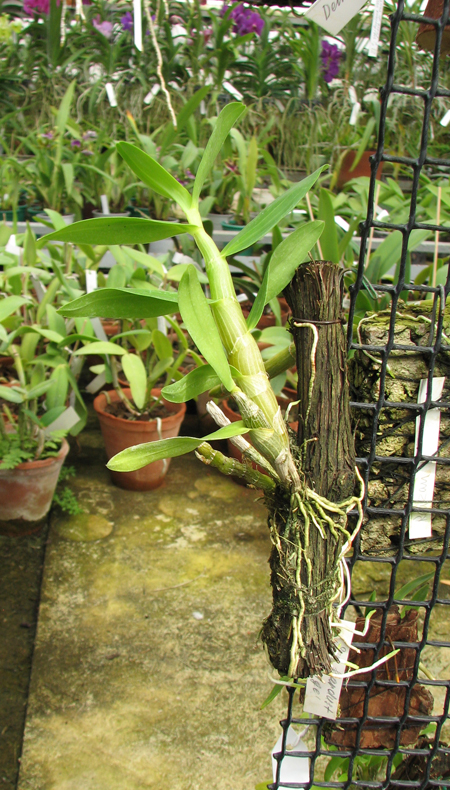 Dendrobium Stardust 'Orange'.jpg