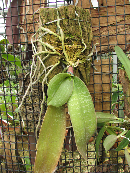Phalaenopsis stuartiana.jpg