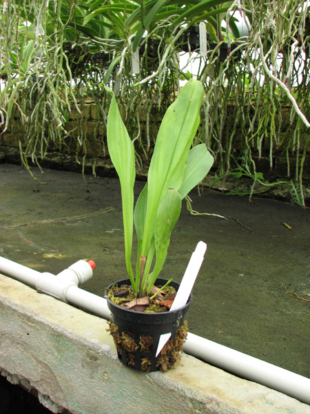 Dracula chimaera.jpg