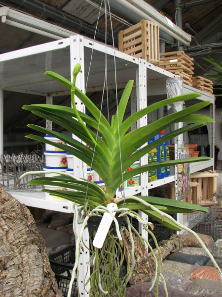 Vanda Kasem's Delight x Vanda Bitz's Heratthrob.jpg