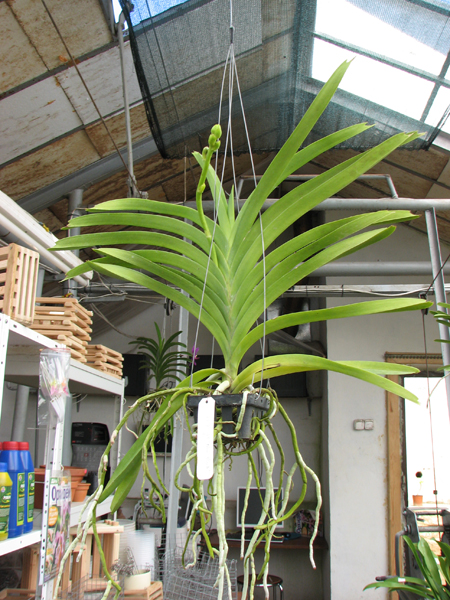 Vanda Fuchs Delight 'Blue Black'.jpg