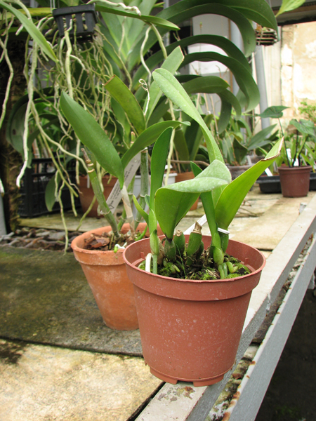 Brassoepidendrum Jim Wallace 'Leo'.jpg