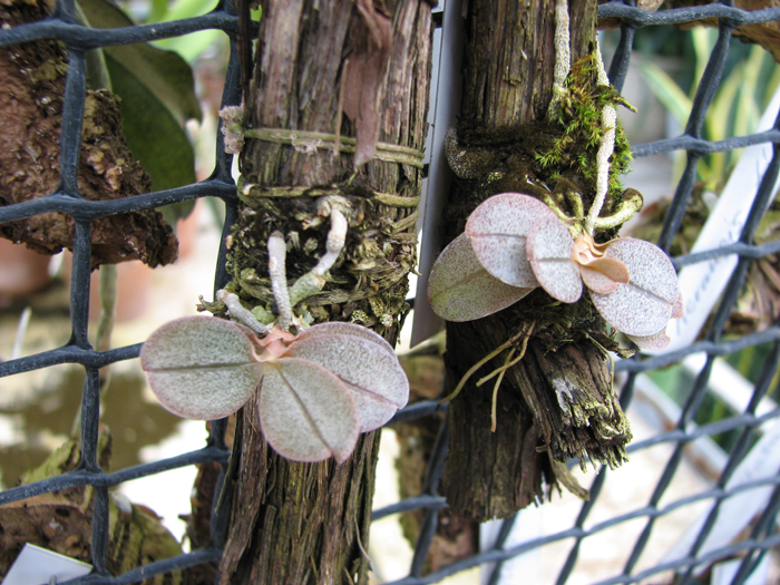 Aerangis punctata.jpg