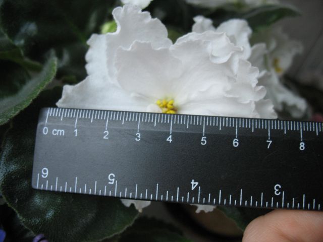 Raphsody in White4.JPG