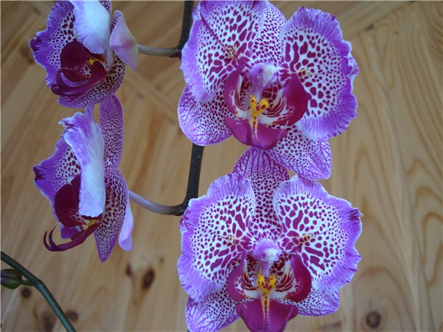 Dtps. Leopard Prince 'Gold Leopard'