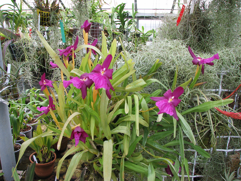 Miltonia spectabilis.jpg