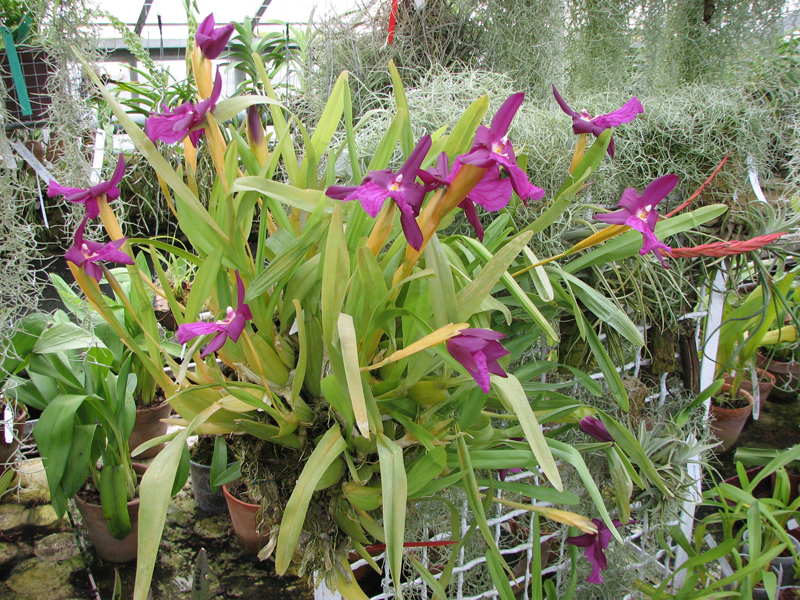 Фото орхидеи Miltonia spectabilis.jpg