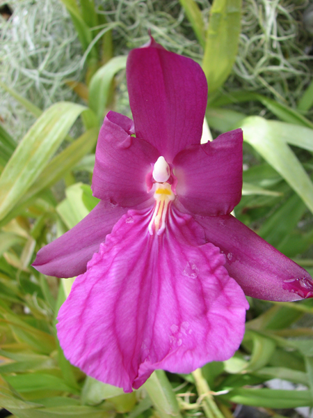 Фото орхидеи Miltonia spectabilis.jpg