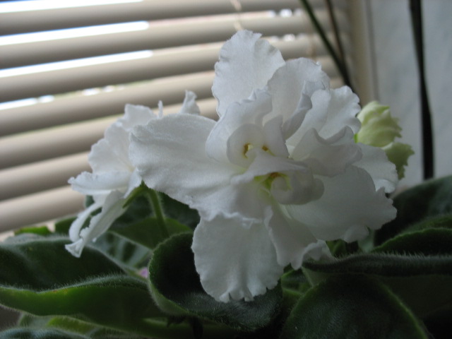 Raphsody in White1.jpg