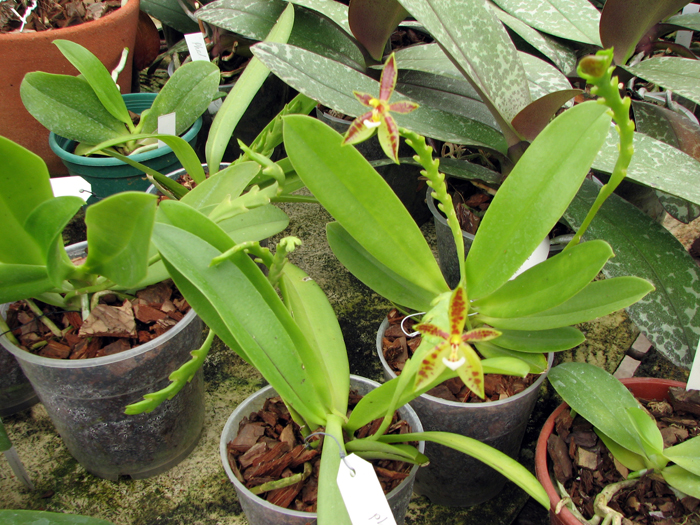 Phalaenopsis cornu-cervi.jpg