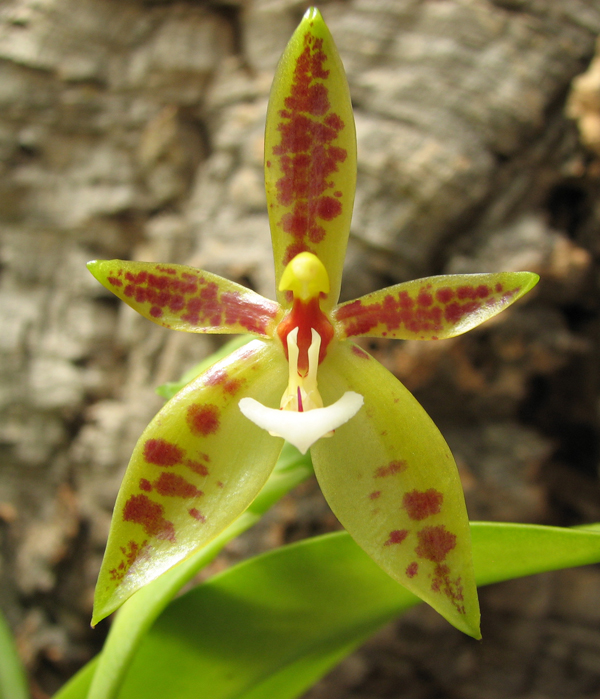 Phalaenopsis cornu-cervi1.jpg