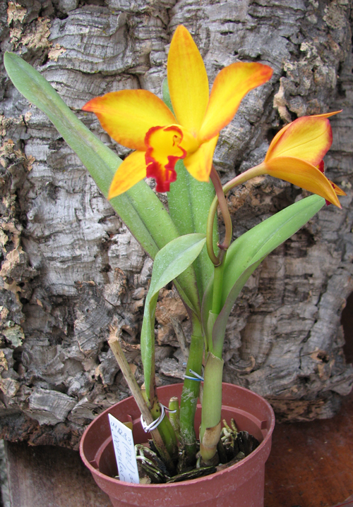 Potinara Love Tapestry 'Popular Song'.jpg