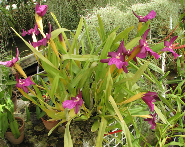 Miltonia spectabilis1.jpg