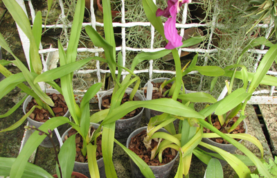 Miltonia spectabilis2.jpg