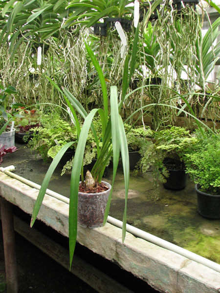 Cymbidium Lucky Flower 'Ammitsu Hime'.jpg