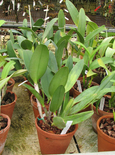 Rhyncholaeliocattleya Waianae Leopard 'Ching Hua'.jpg
