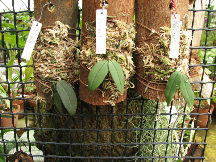 Phalaenopsis lowii.jpg