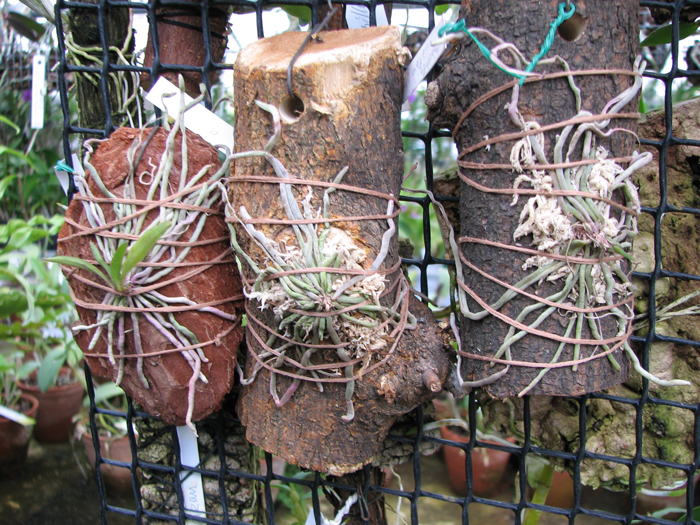 Chiloschista viridiflava.jpg