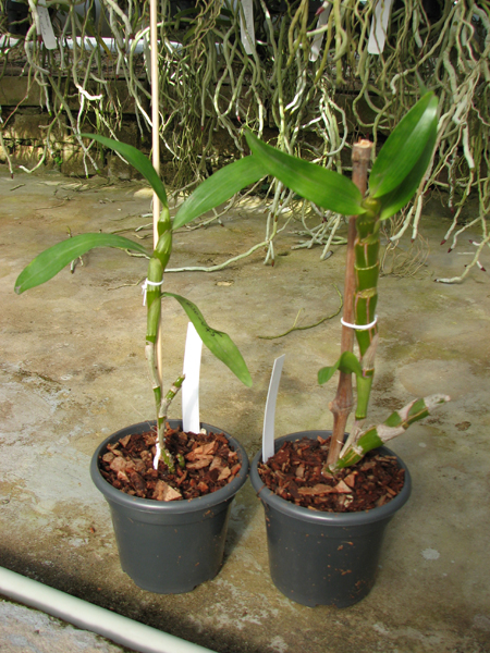 Dendrobium nobile yellow 'Dark Eye'.jpg
