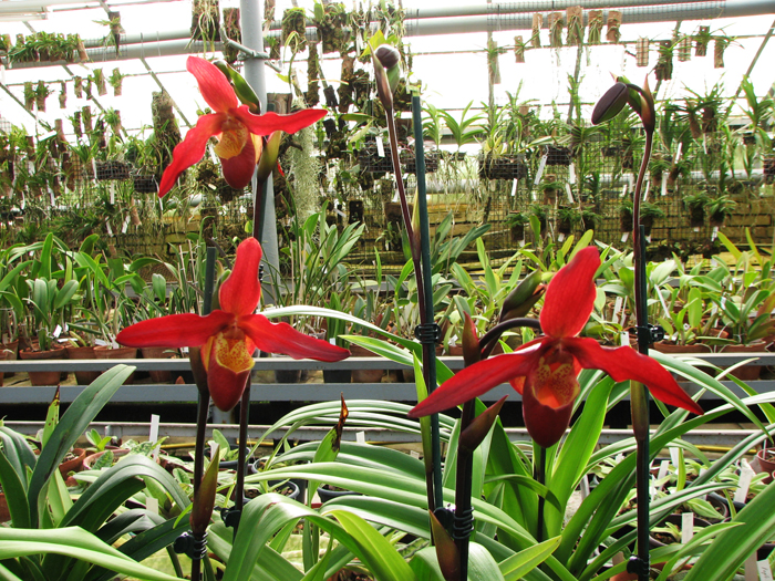 Phragmipedium Living Fire.jpg