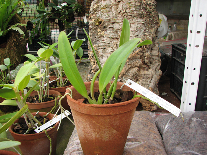 Cattleya trianae trilabelo 'AWZ' x Cattleya trianae aquinada 'AWZ'.jpg