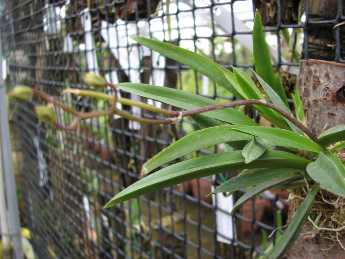 Oncidium (Tolumnia) Popoki Red.jpg