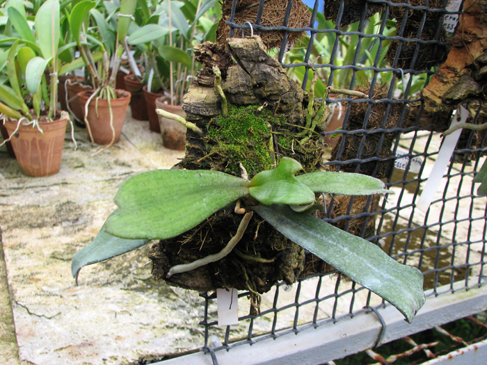 Aerangis biloba с цветоносом