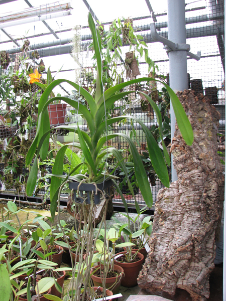 Aerides lawrenceae без цветоносов