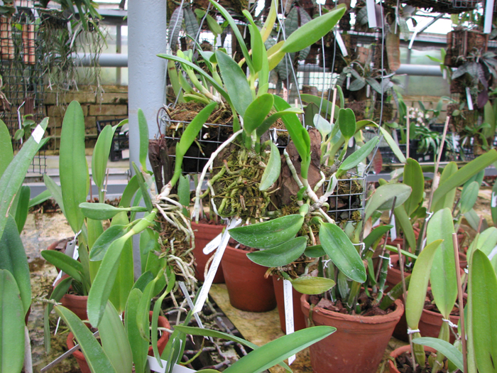 Laelia dayana coerulea 'Chojamaru' x SELF.jpg