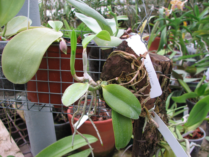 Laelia dayana tipo x self.jpg