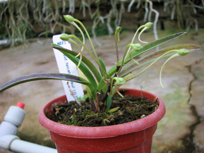 Neofinetia falcata Hisui.jpg