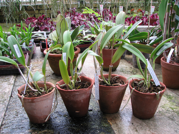 Cattleya lueddemanniana rubra 'Dark Giant' x Cattleya lueddemanniana escura 'Fennel IX.jpg