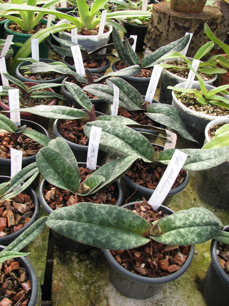 Paphiopedilum bellatulum.jpg