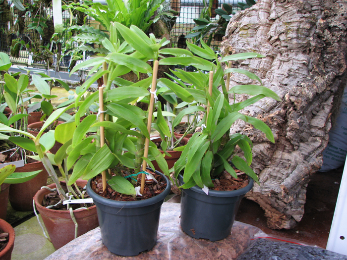 Dendrobium cretaceum.jpg