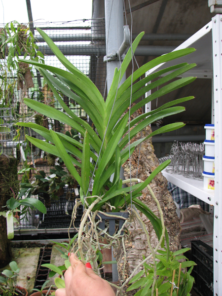 Ascocenda Princess Mikasa Pink.jpg