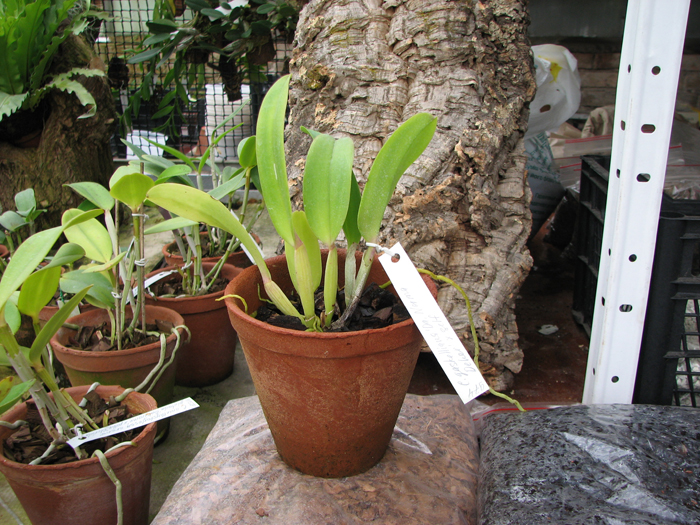 Cattleya gaskelliana 'Da Norma Dreher' x self.jpg