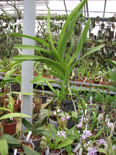 Ascocenda Princess Mikasa Pink.jpg