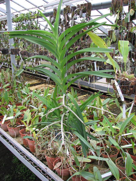 Vanda Mimi Palmer Fragrance.jpg