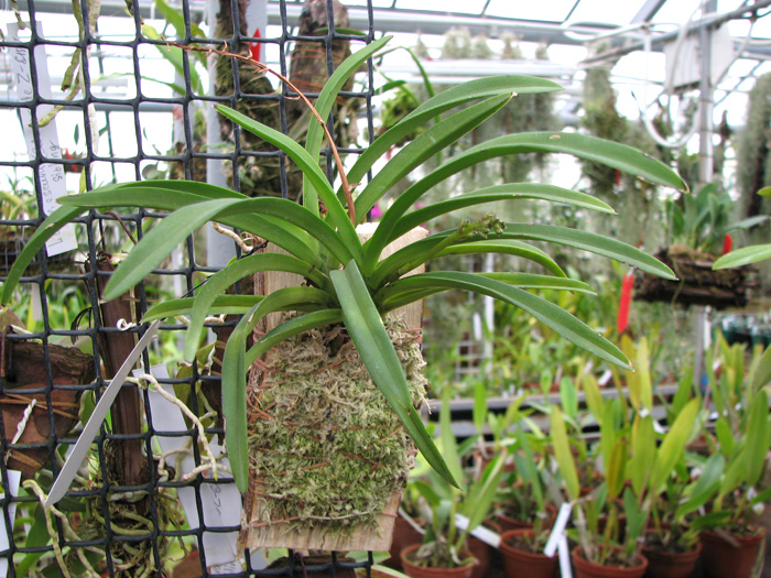 Neofinetia falcata x Rhynchostylis coelestis blue.jpg