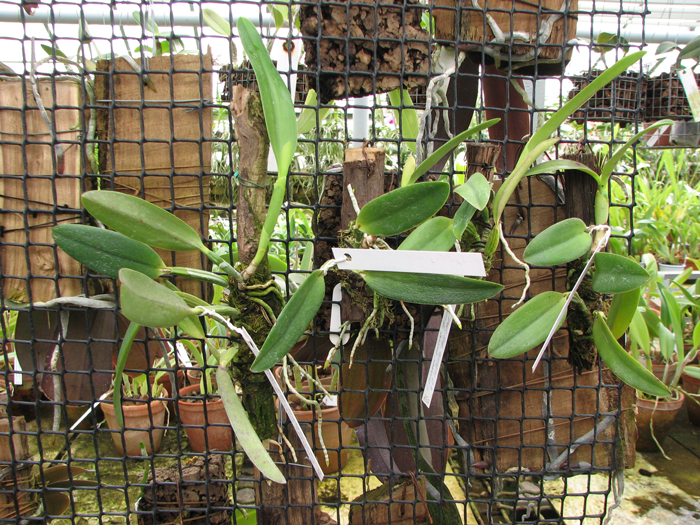 Laelia alaori suave 'Binot' x Cattleya luteola 'Big Star'.jpg