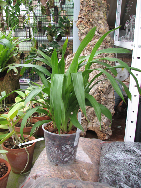 Propetalum Mathina 'Elizabeth'.jpg