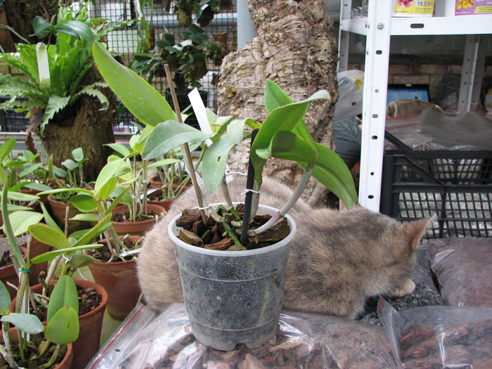Cattleya aclandiae.jpg