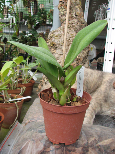 Sophrolaeliocattleya Little Hazel 'M'.jpg