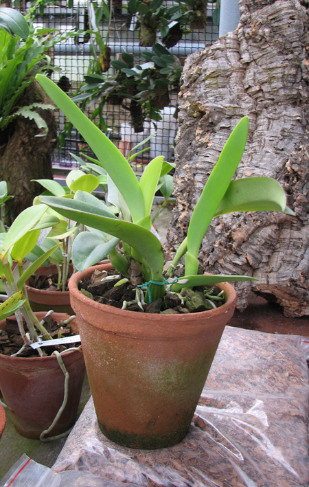 Cattleya labiata coerulea 'Cava'.jpg