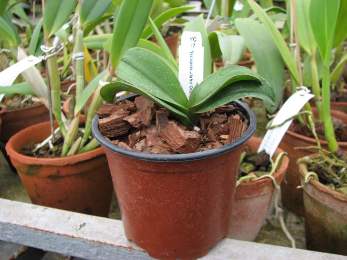 Asconopsis Jiaho's Orange.jpg