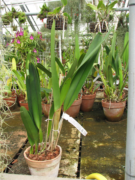 Laelia Pacavia (Laelia purpurata x Laelia tenebrosa).jpg