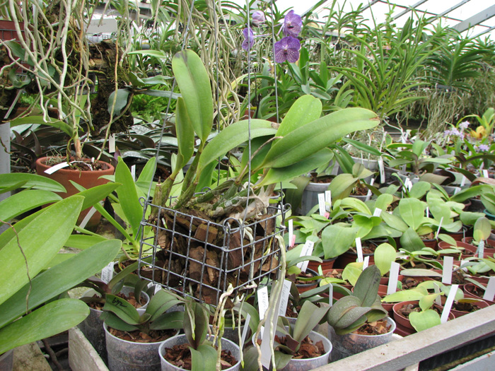 Laelia pumila.jpg