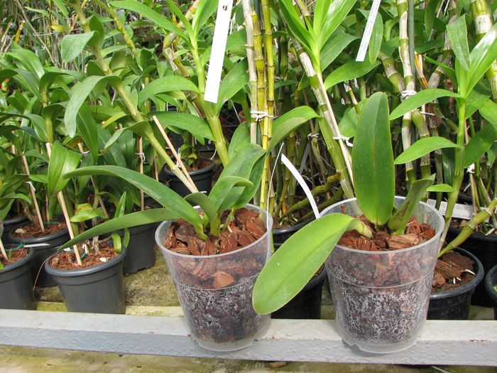 Laeliocattleya Dinard 'Blue Heaven'.jpg